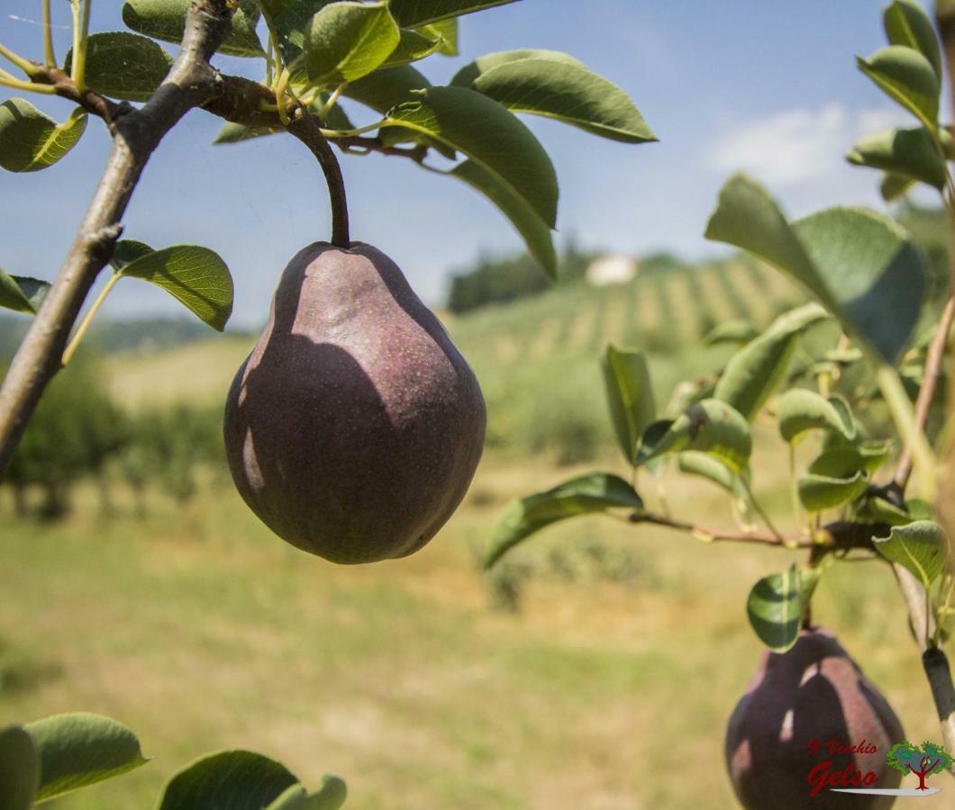 Il Vecchio Gelso - Agriturismo Rimini Montefiore Conca Villa Ngoại thất bức ảnh